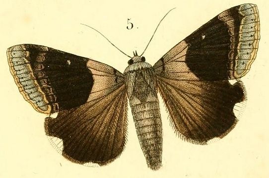 File:Pl.15-05-Achaea lienardi (Boisduval, 1833).jpg