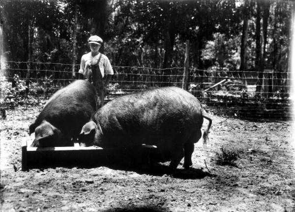 File:Poland China pigs in Florida.jpg