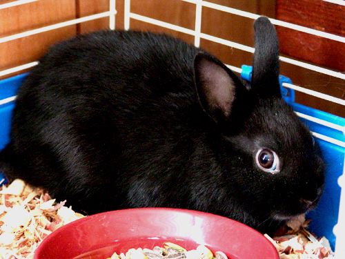 File:Pure-black Netherland Dwarf rabbit.jpg