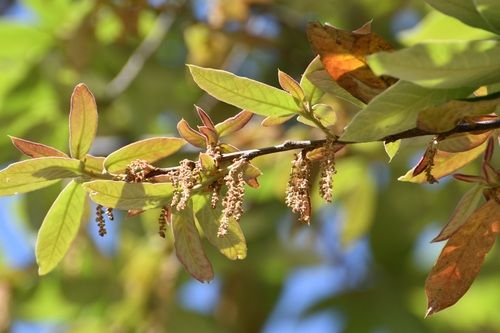 File:Quercus Dysophylla.jpg