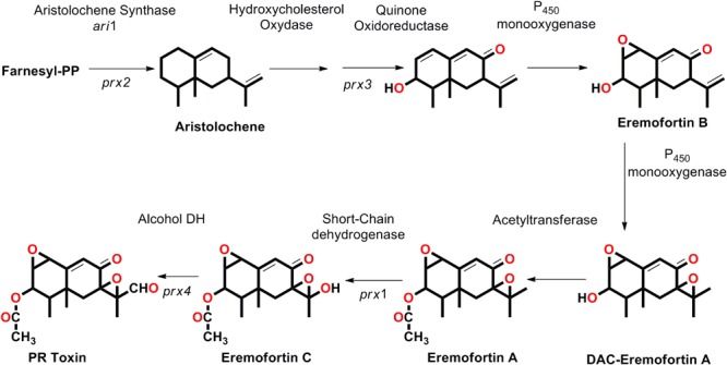 File:Reactions of PR-toxin.jpg