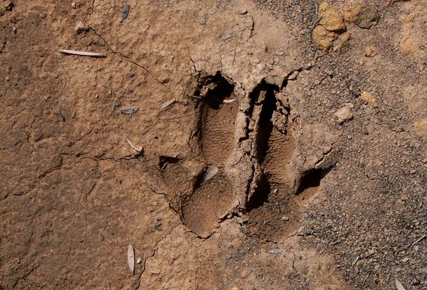 File:Rock wallaby footprints.jpg