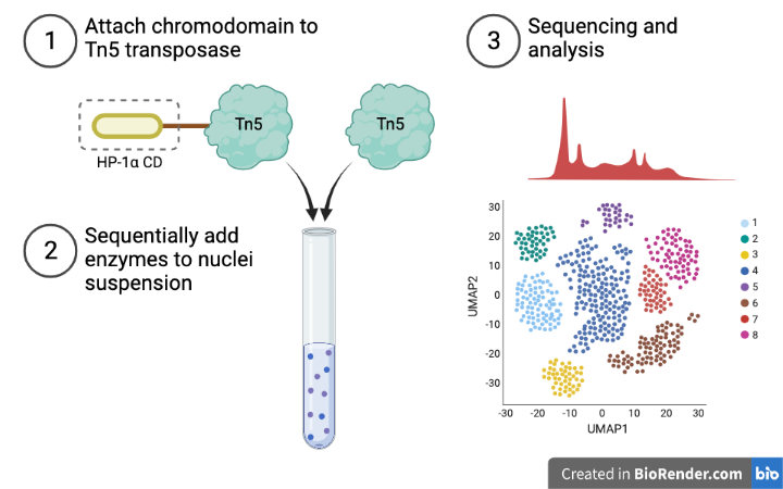 File:ScGET-seq Methods Overview.png