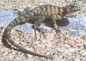 File:Sceloporus orcutti.jpg