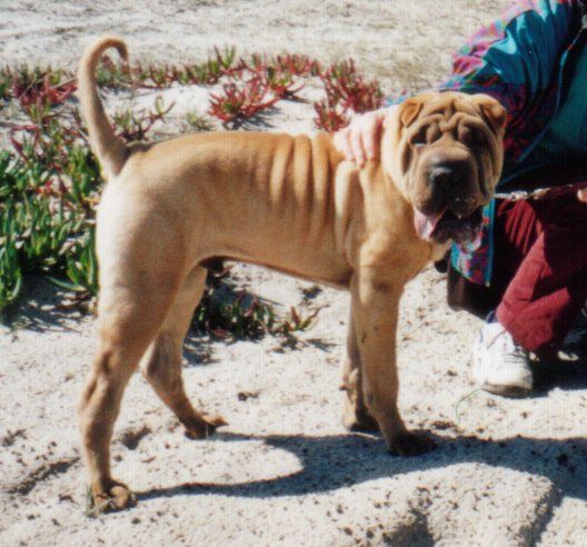 File:Shar Pei 2.jpg