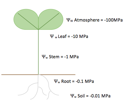 File:Soil Plant Air Continuum.png