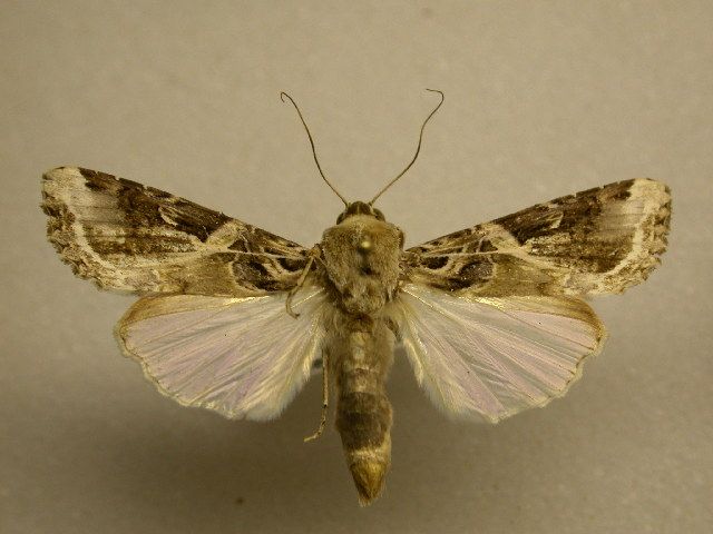 File:Spodoptera androgea.jpg