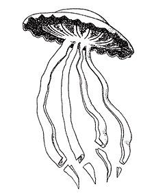 A Stygiomedusa jellyfish, which can grow up to 10 m (33 ft) in length