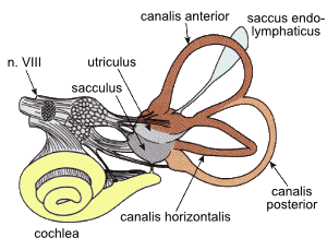 File:VestibularSystem la.png