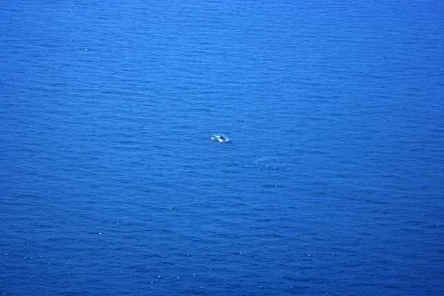 File:Whale and calf near oil slick.JPG