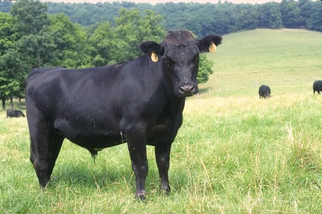 File:Angus cattle 24.jpg