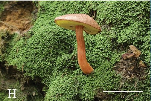 File:Aureoboletus (10.3897-mycokeys.61.47520) Figure 2H.jpg