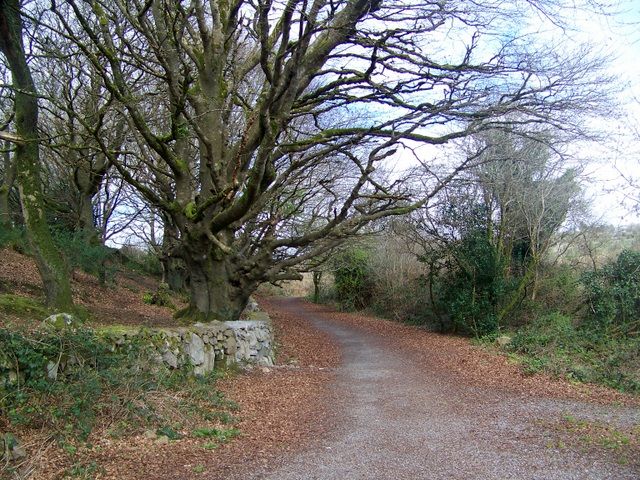 File:Barna Woods - geograph.org.uk - 1249263.jpg