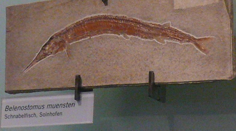 File:Belonostomus muensteri.jpg