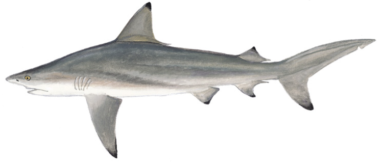 File:Blacktip shark (Duane Raver).png