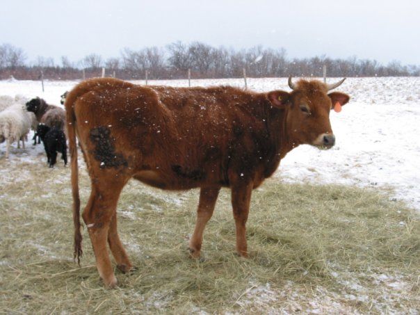 File:Canadienne heifer.jpg