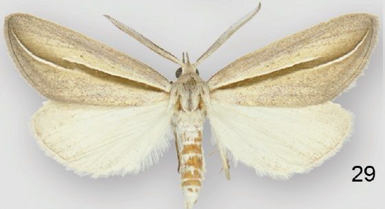 File:Doryodes tenuistriga male.jpg