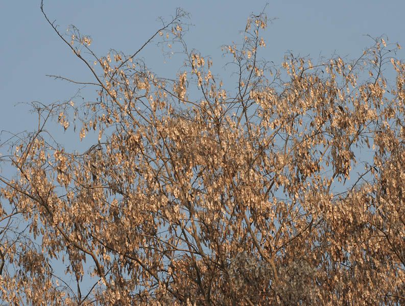 File:Dried Pods at Canopy W IMG 3534.jpg