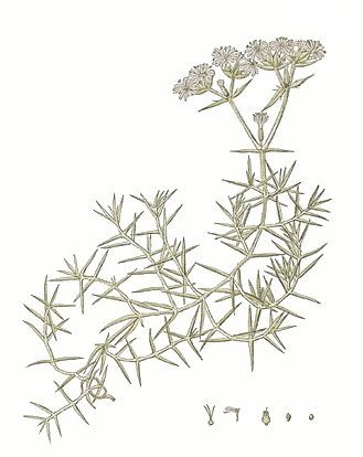 File:Drypis spinosa-illustration.jpg