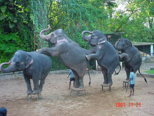 File:Elephant dance at galleryfull.jpg