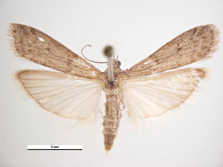 File:Ephestia kuehniella female dorsal.jpg