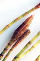 File:Gall of male of Cylindrococcus spiniferus.jpg