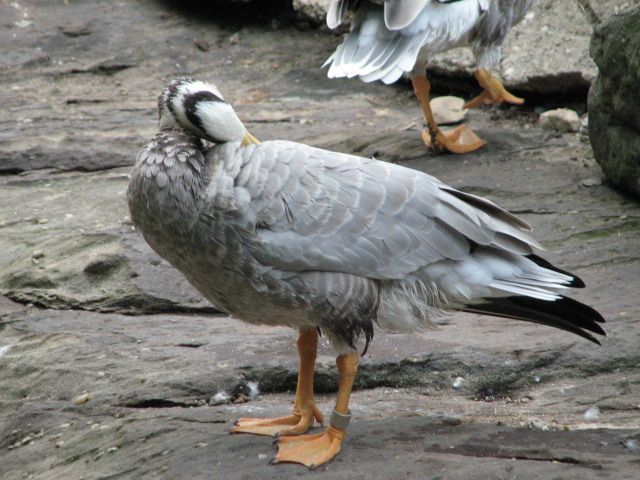 File:Grooming Bar-headed Goose.jpg