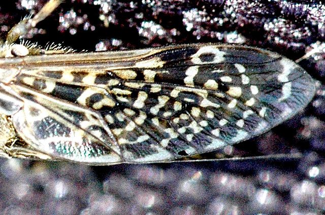 File:Haematopota.pluvialis.wing.detail.jpg