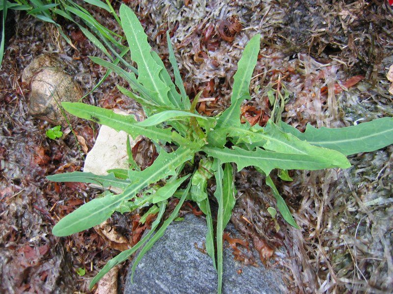 File:Lactuca tatarica.jpeg