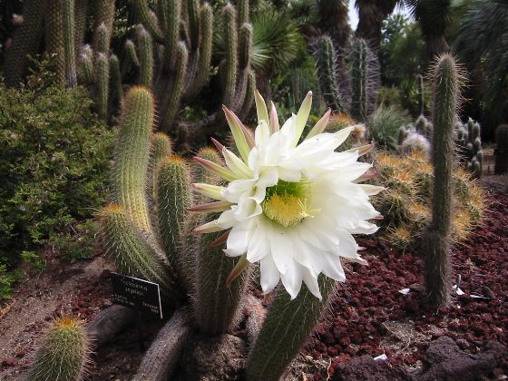 File:Lightmatter cactusflower.jpg