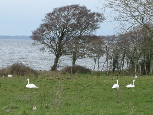 File:Lough Neagh - geograph.org.uk - 126920.jpg