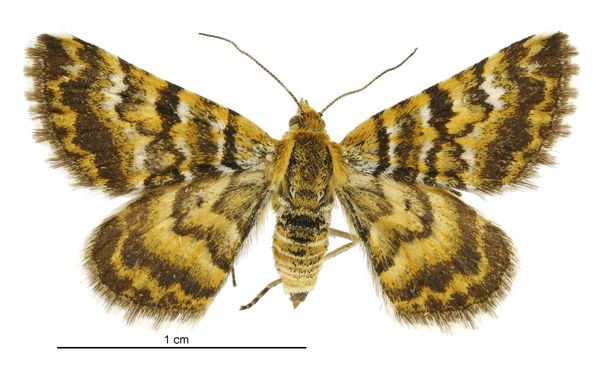 File:Notoreas casanova female.jpg