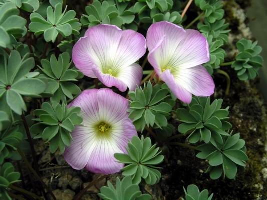 File:Oxalis adenophylla.jpg