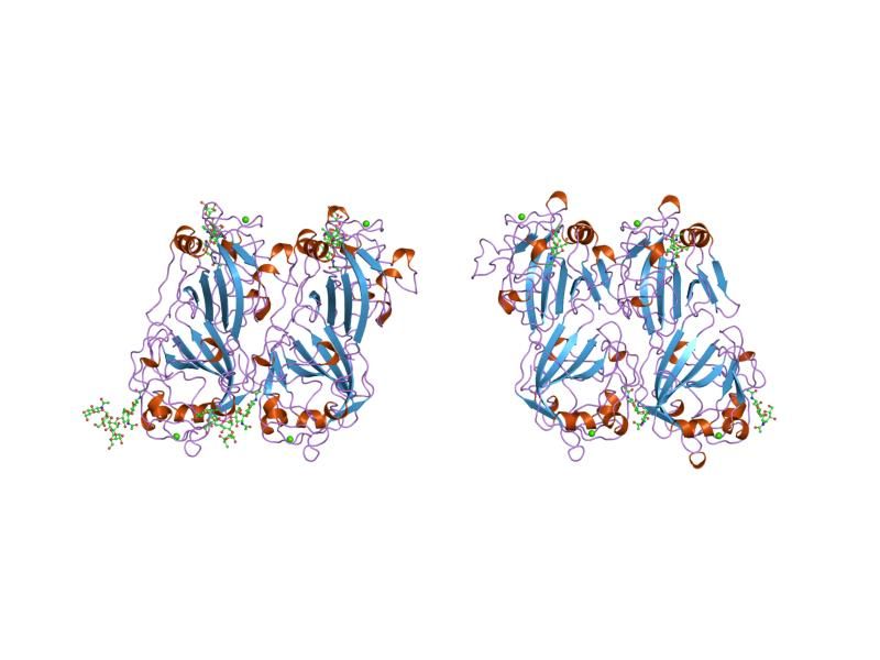 File:PDB 1fzd EBI.jpg