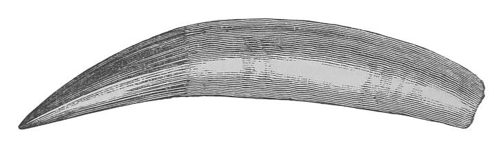 File:Peloneustes Tooth Lydekker Clean.jpg