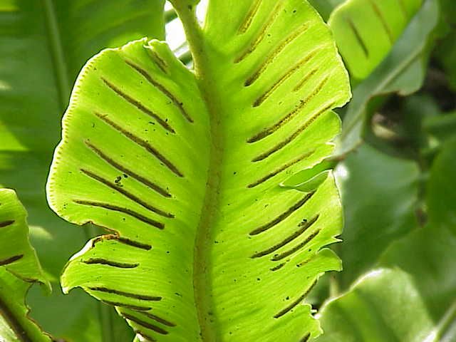 File:Phyllitis scolopendrium0.jpg