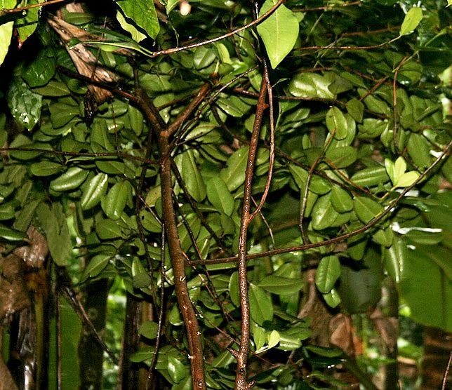 File:Pimenta dioica (Allspice) W IMG 2431.jpg