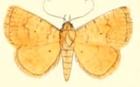 File:Pl.6-08-Raparna ochreipennis Moore, 1882.JPG