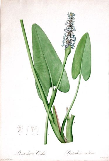 File:Pontederia cordata.JPG