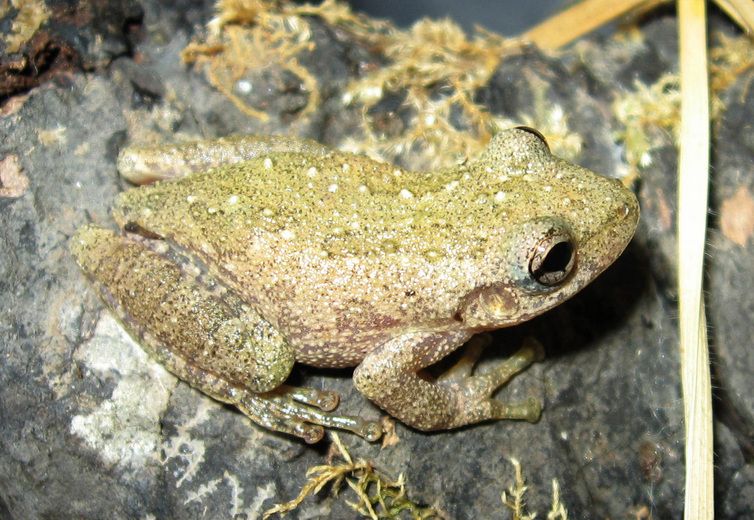 File:Scinax granulatus.jpg