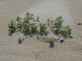 File:Seabeach Amaranth.jpg