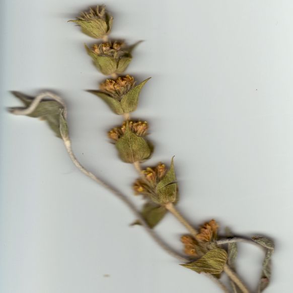 File:Sideritis syriaca (Ironwort scan).jpg