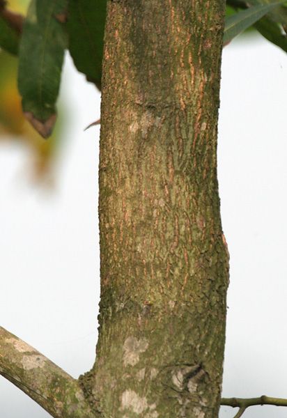 File:Trunk in Kolkata W IMG 4577.jpg