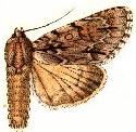 File:Acronicta taurica.JPG