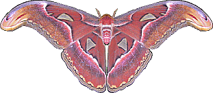 File:Atlas moth transparent.png