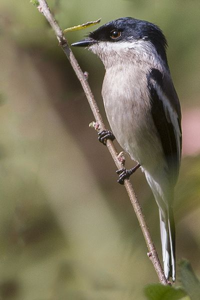 File:Bar-winged Flycatcher Shrike Sattal Uttarakhand India 01.02.2015.jpg