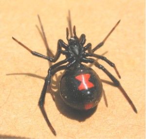 File:Black widow ventral 1370.jpg