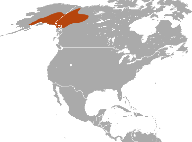 File:Collared Pika area.png