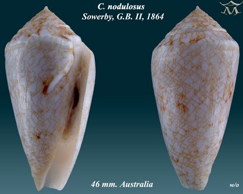 File:Conus nodulosus 2.jpg