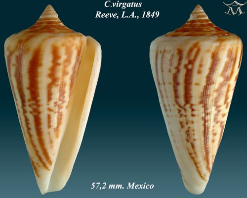 File:Conus virgatus 1.jpg